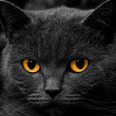 Voyeur Male Cat