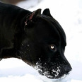 meanmountaindog