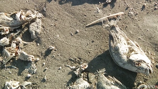 Anikka Albrite wanders the desert in her slutty outfit