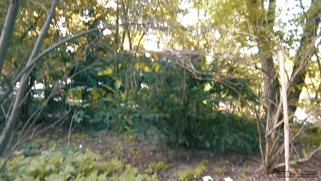 Blonde Missy Luv is sucking cock in POV outdoors